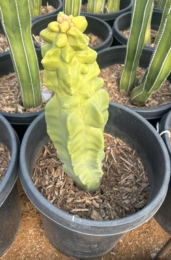 Totem Pole Cactus