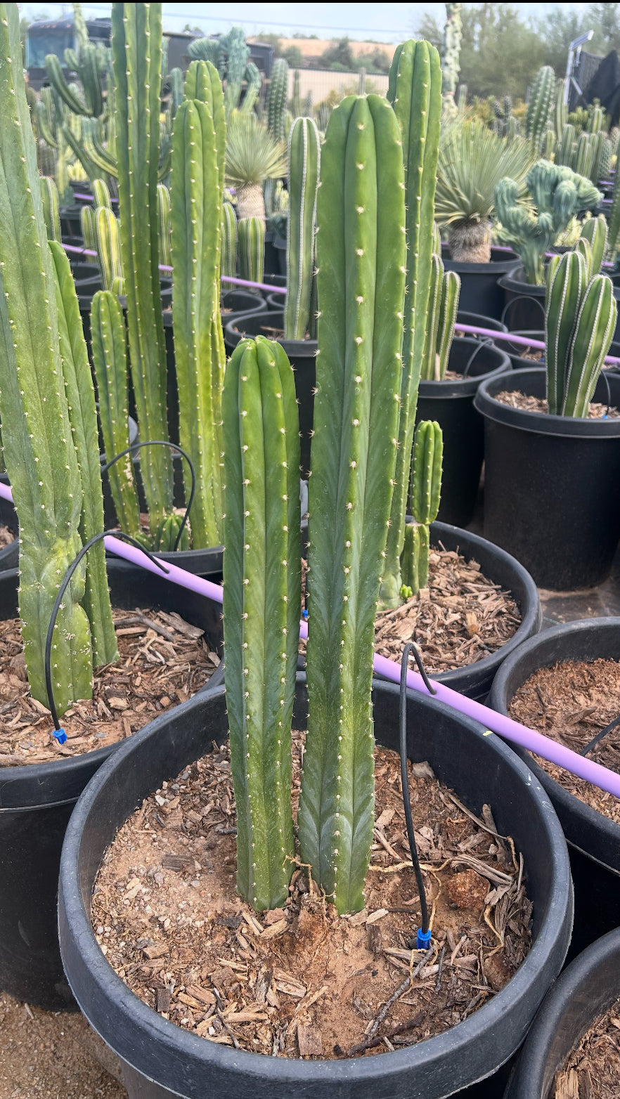 San Pedro Cactus