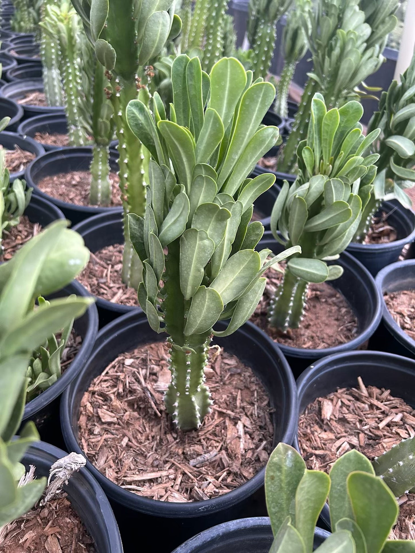 Euphorbia Royleana