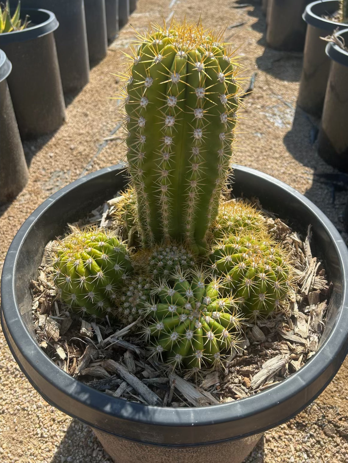 Argentine Giant Cactus