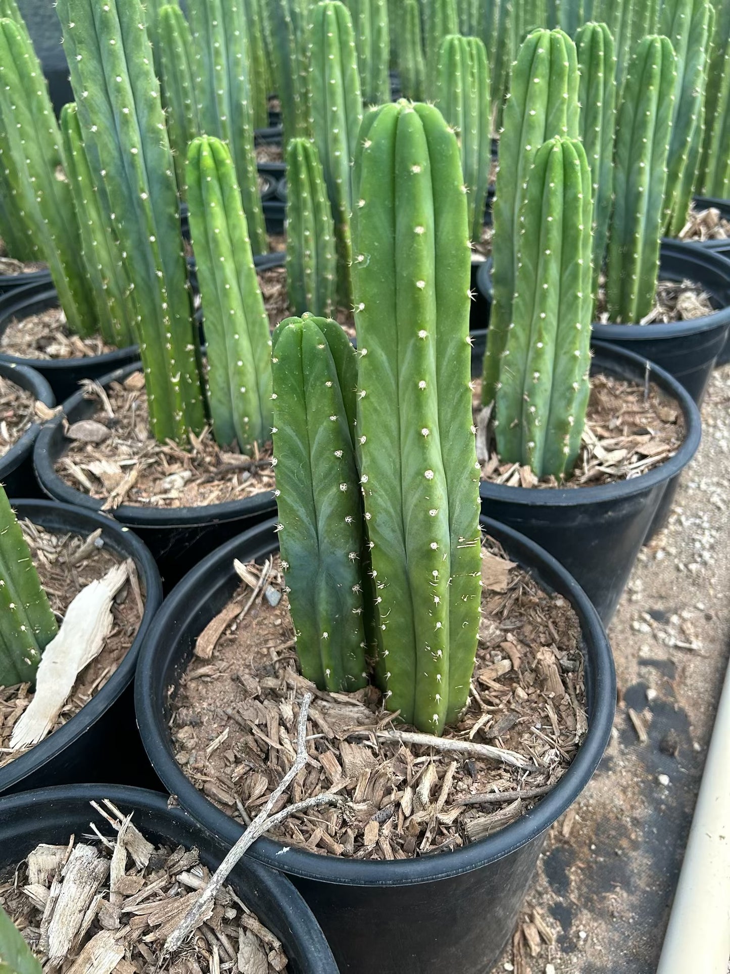San Pedro Cactus