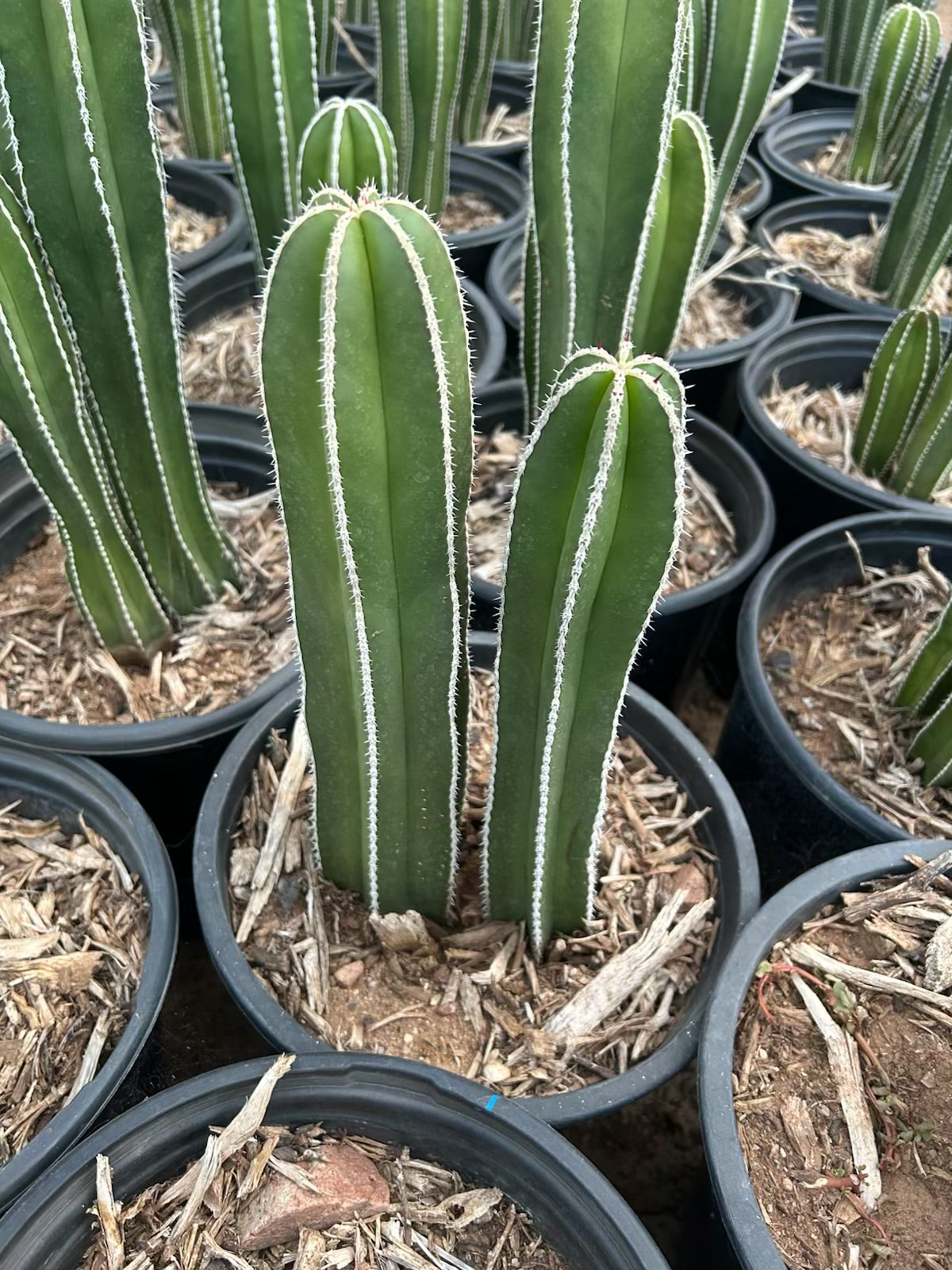 Mexican Fence Post Cactus