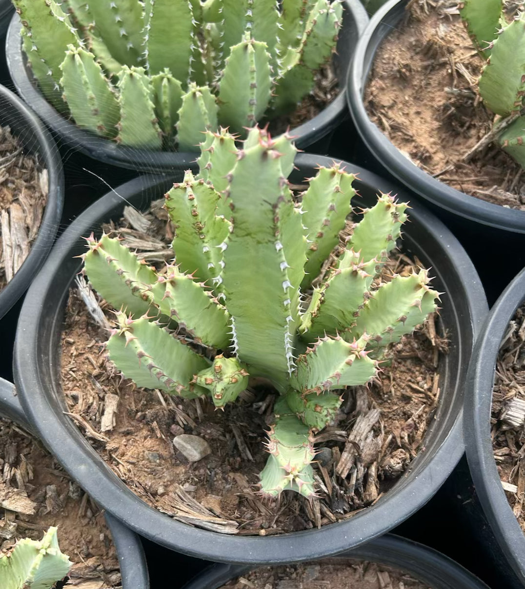 mounding succulents Moroccan Mound Cactus