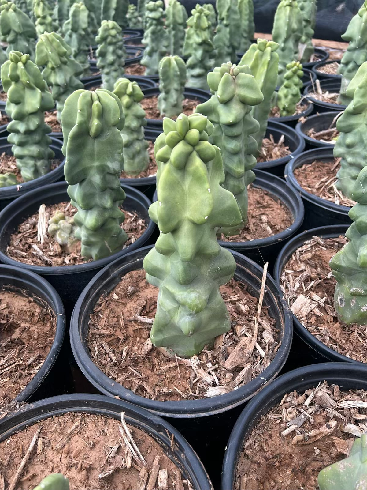 Totem Pole Cactus