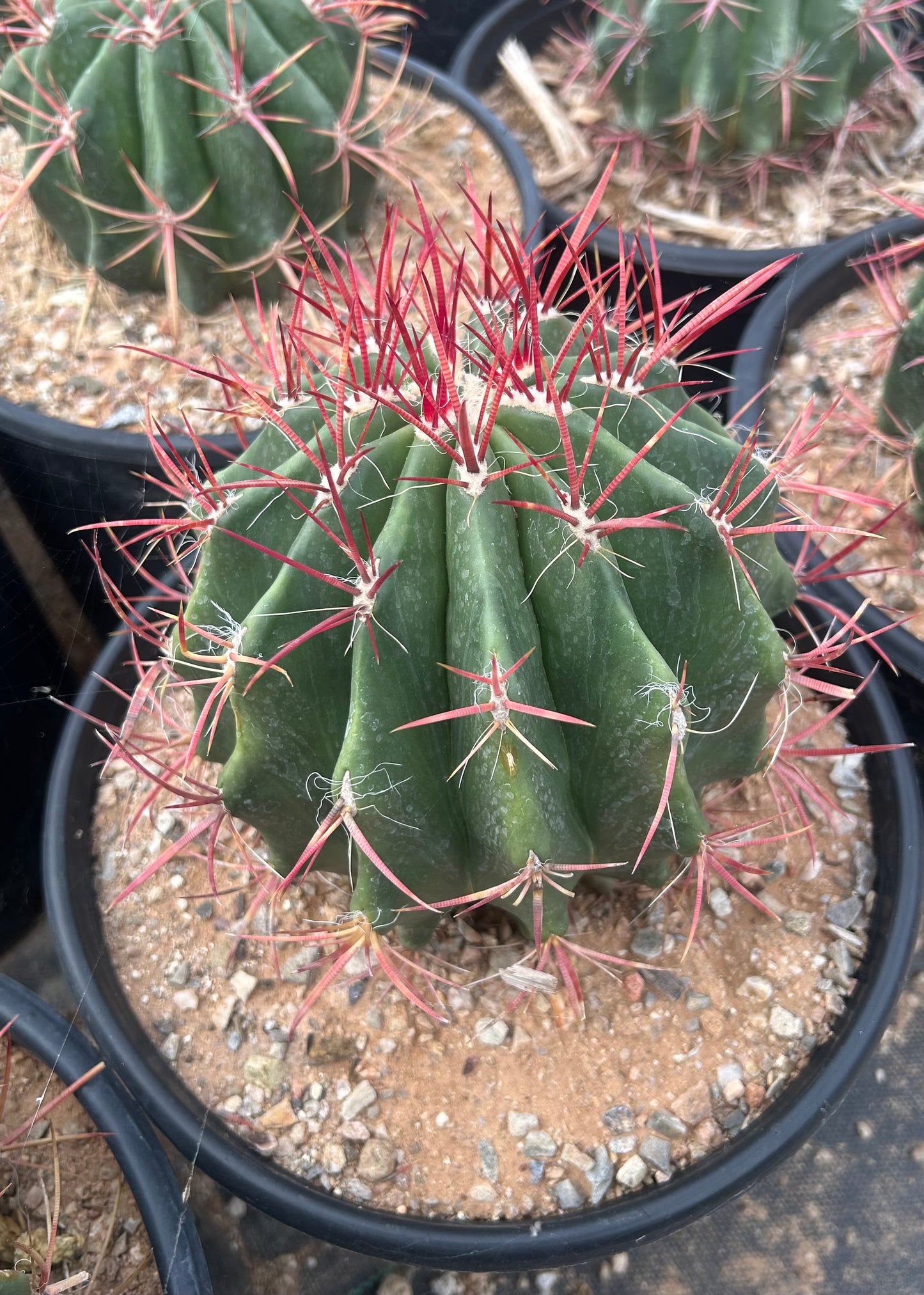 Fire Barrel Cactus