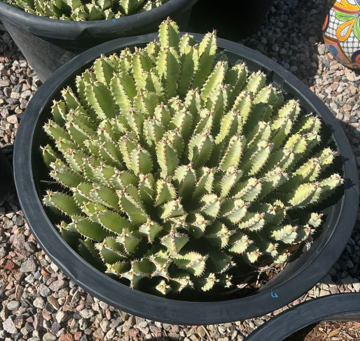 Moroccan Mound Cactus