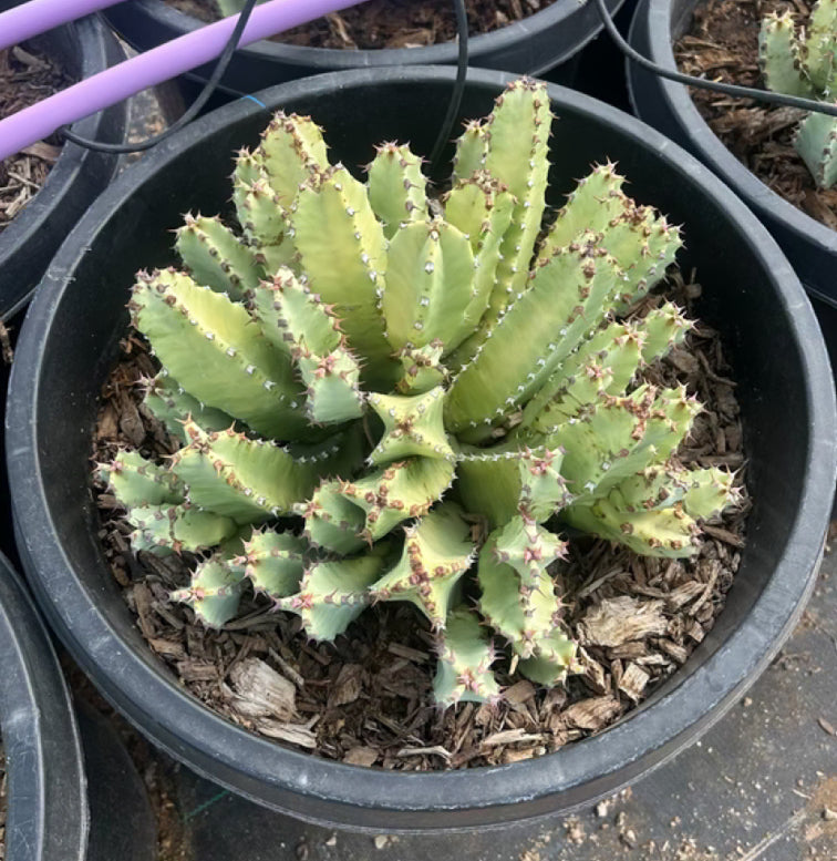 Moroccan Mound Cactus