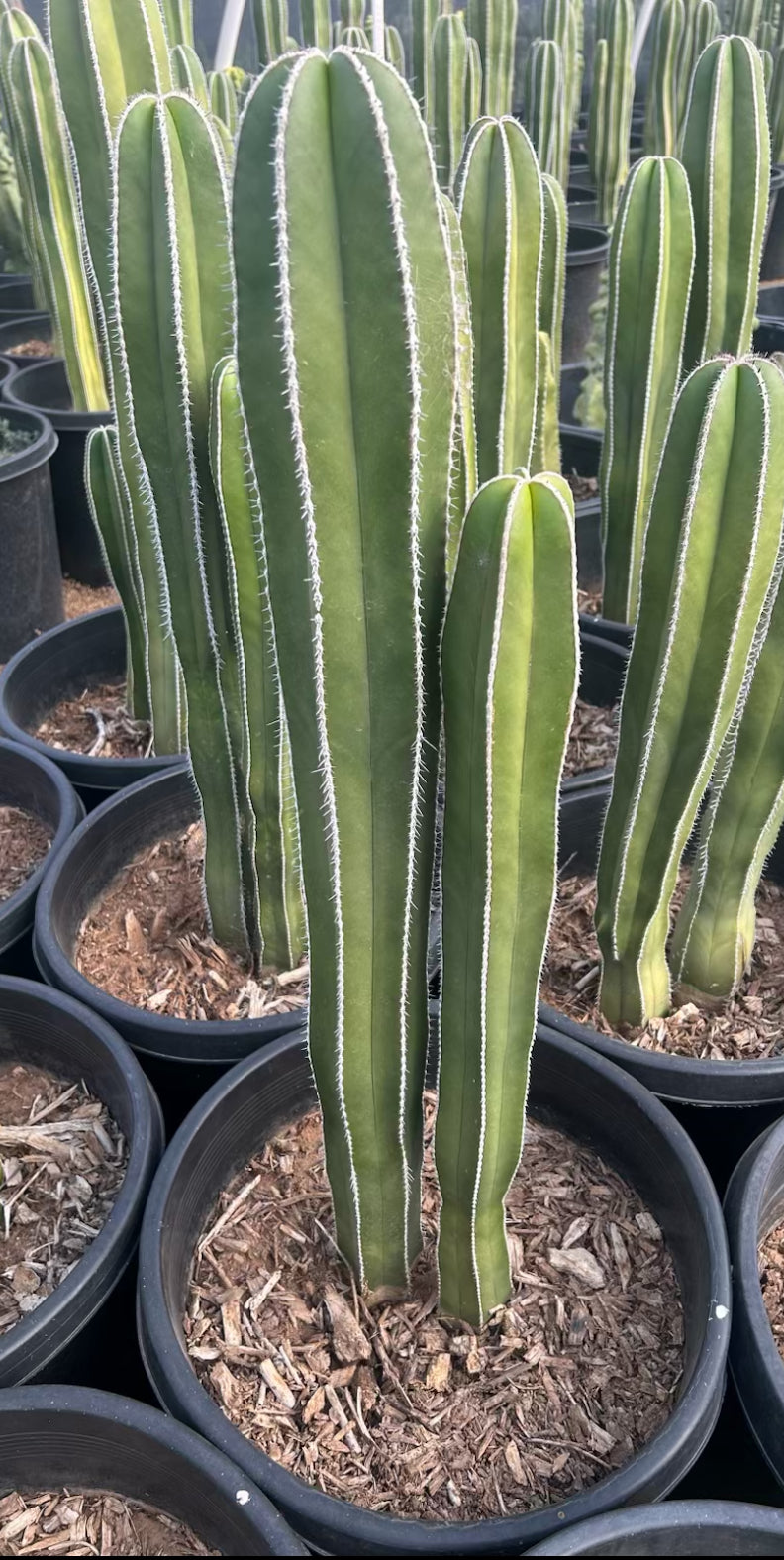 Mexican Fence Post Cactus