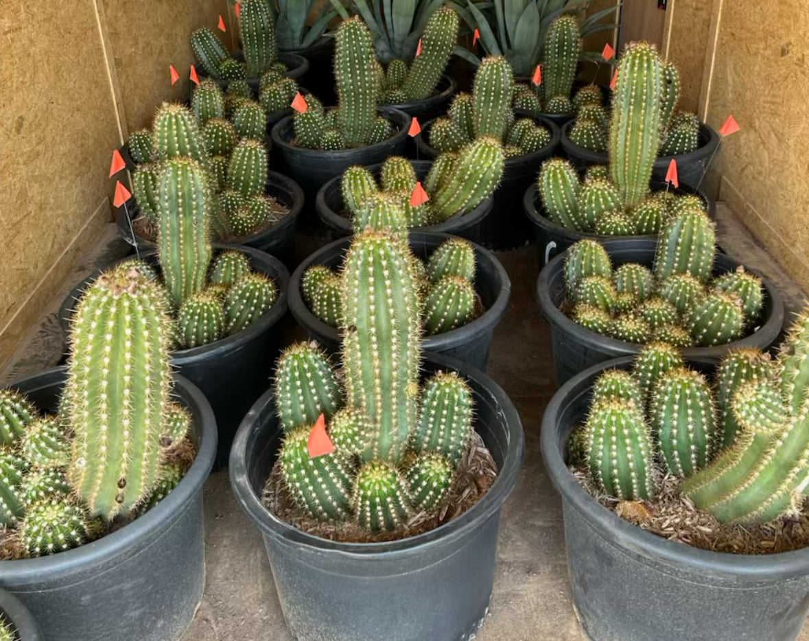 Argentine Giant Cactus