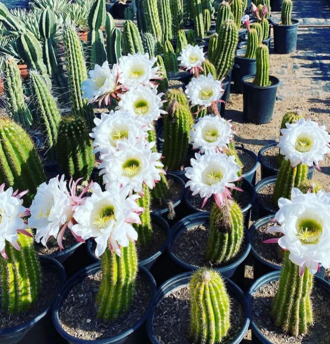Argentine Giant Cactus