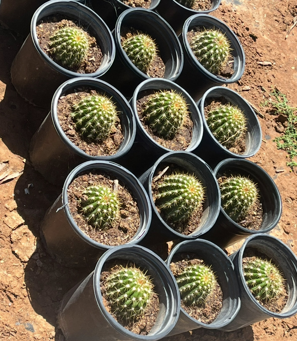 Argentine Giant Cactus