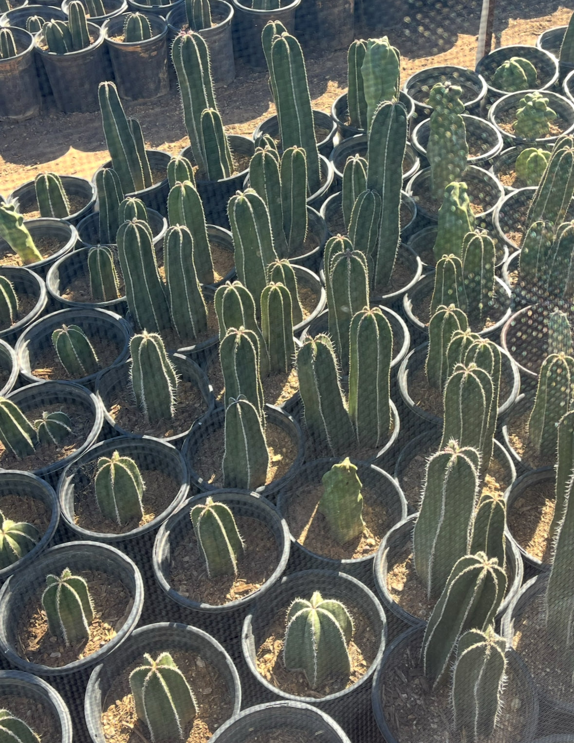 Mexican Fence Post Cactus