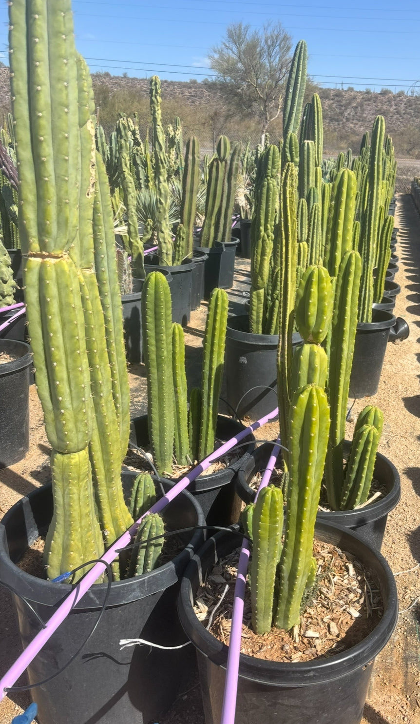San Pedro Cactus