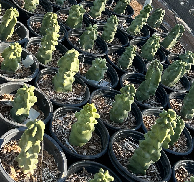 totem pole succulent Totem Pole Cactus – Strictly Exotics Cactus Nursery