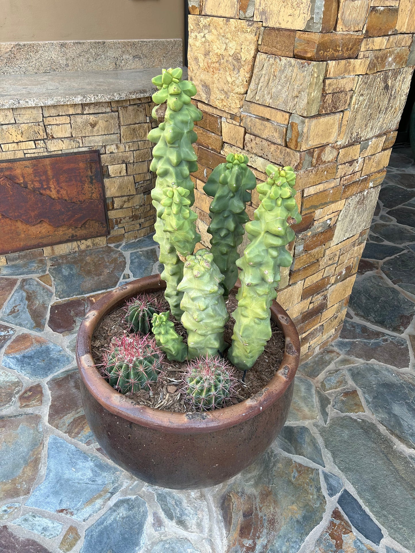 Totem Pole Cactus
