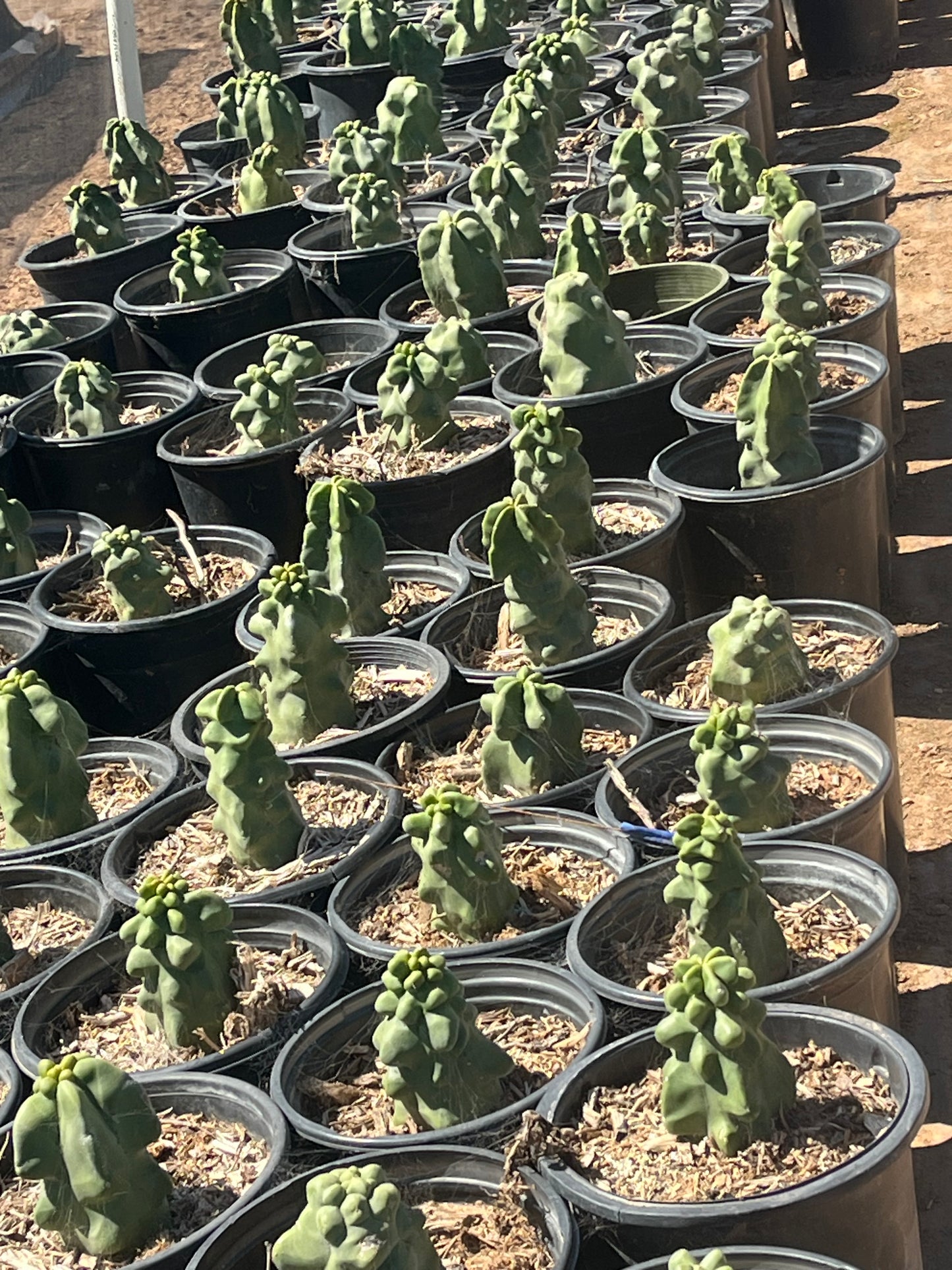 Totem Pole Cactus