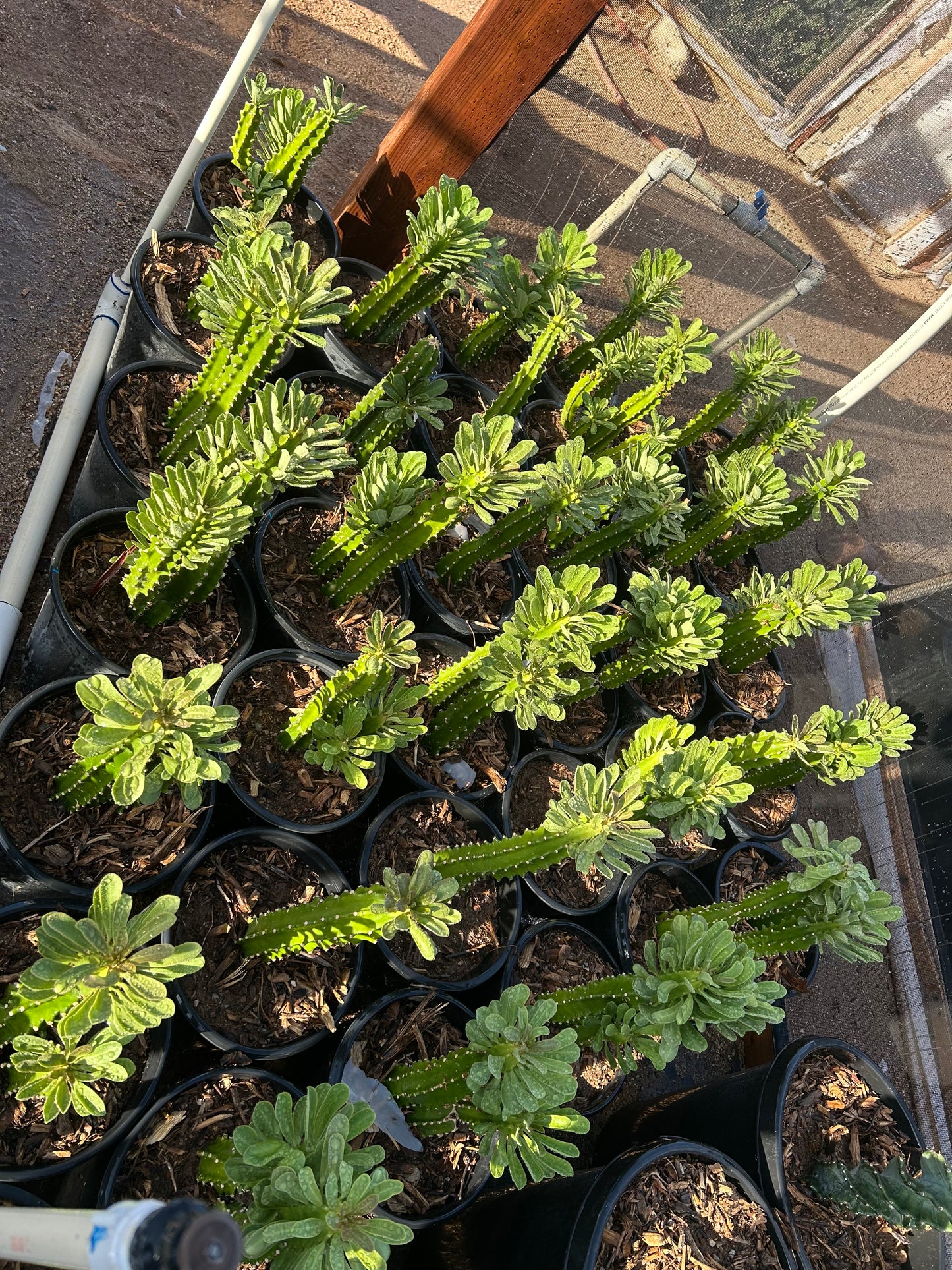 Euphorbia Royleana