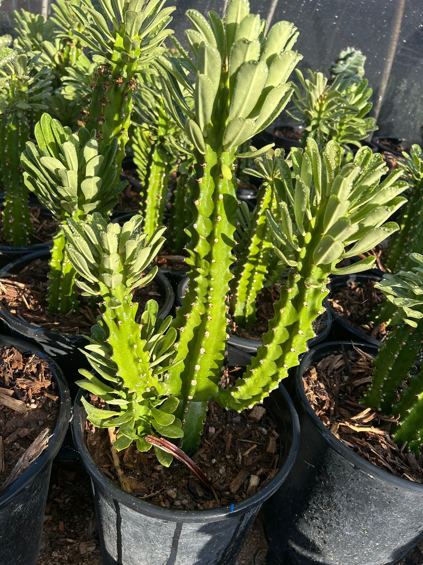Euphorbia Royleana