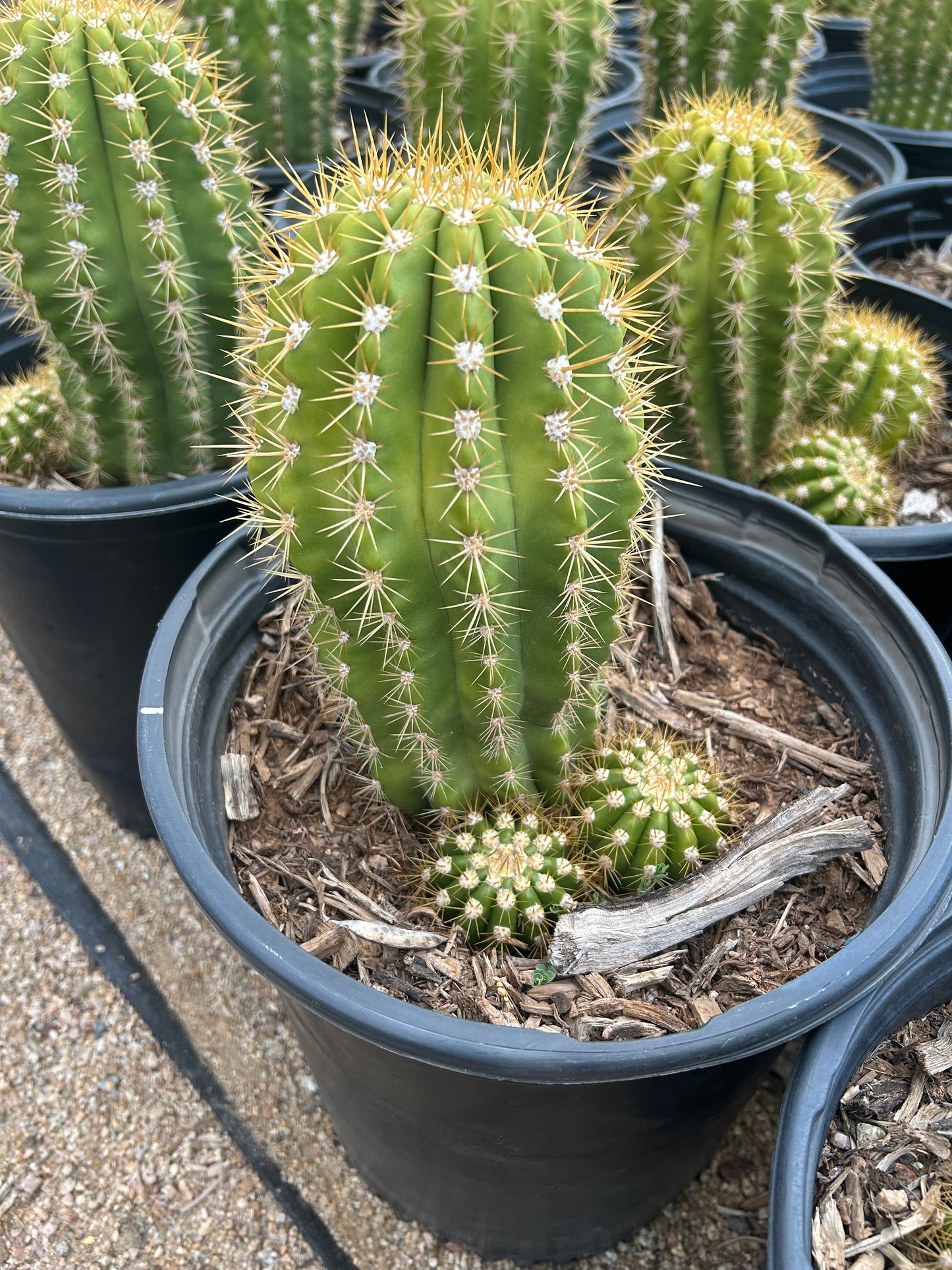Argentine Giant Cactus