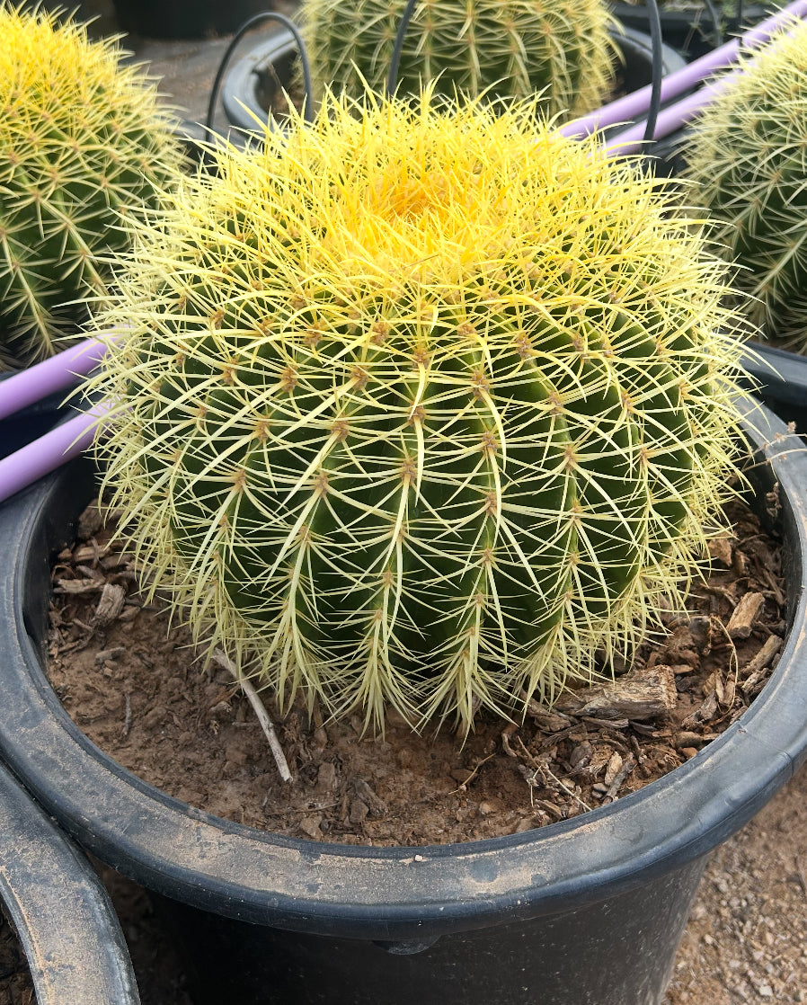 Golden Barrel Cactus