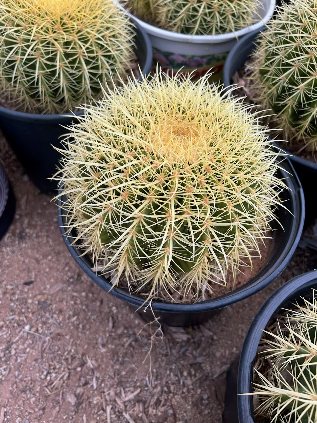 Golden Barrel Cactus
