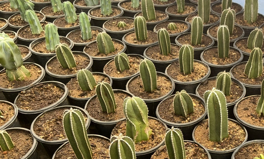 Mexican Fence Post Cactus