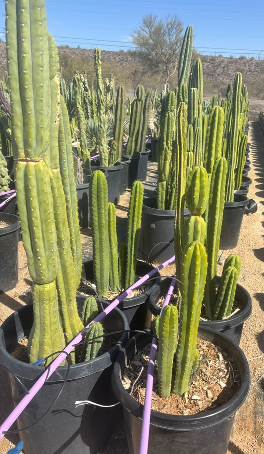 San Pedro Cactus
