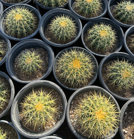Golden Barrel Cactus