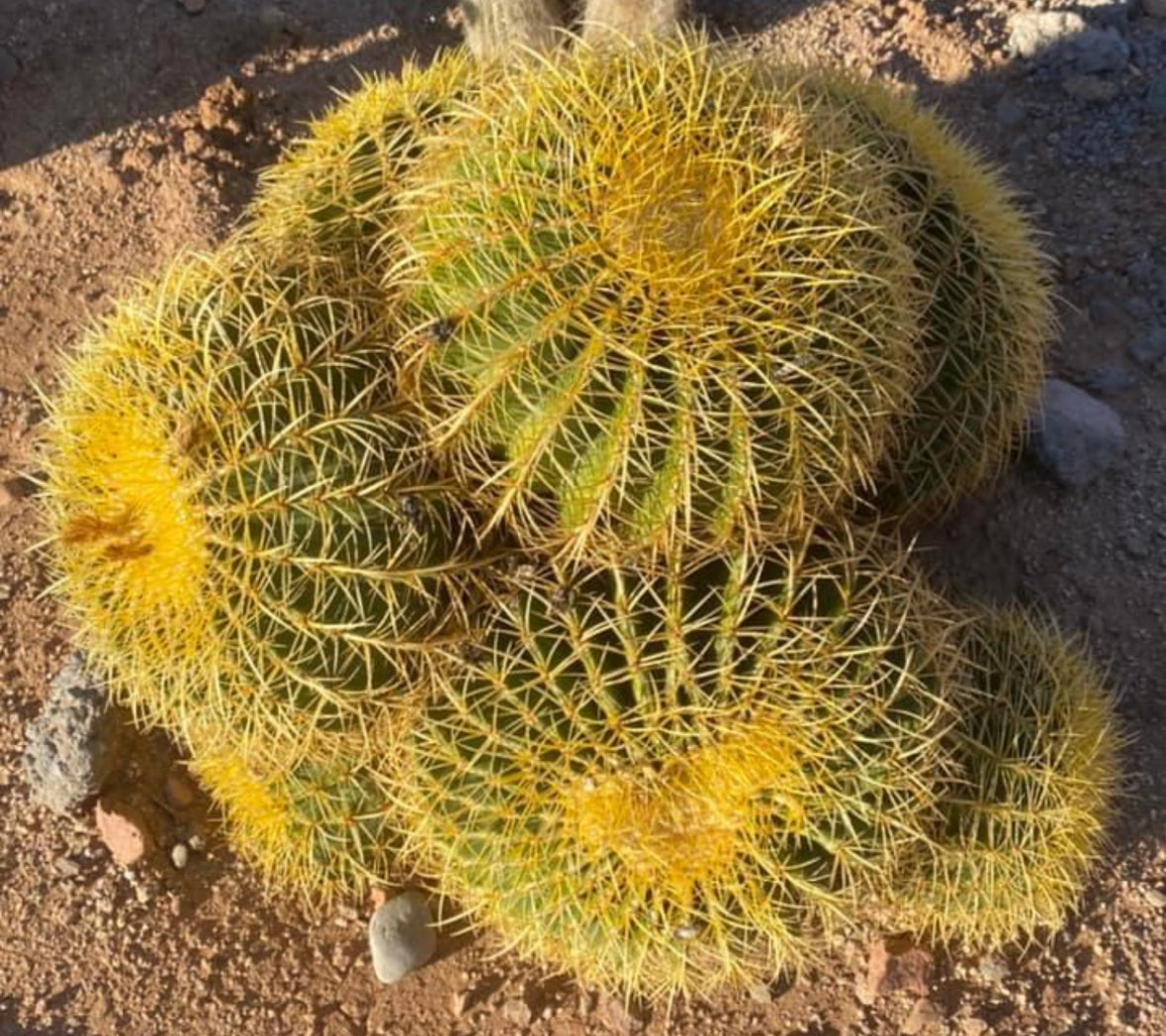 Golden Barrel Cactus