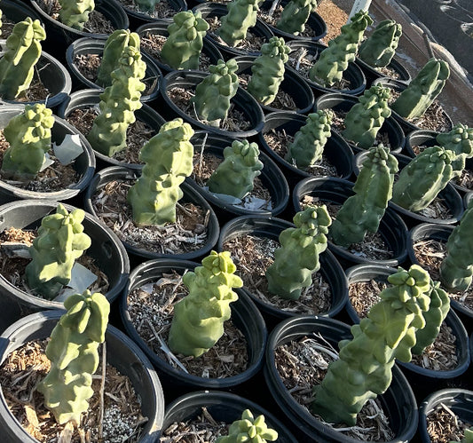 Totem Pole Cactus