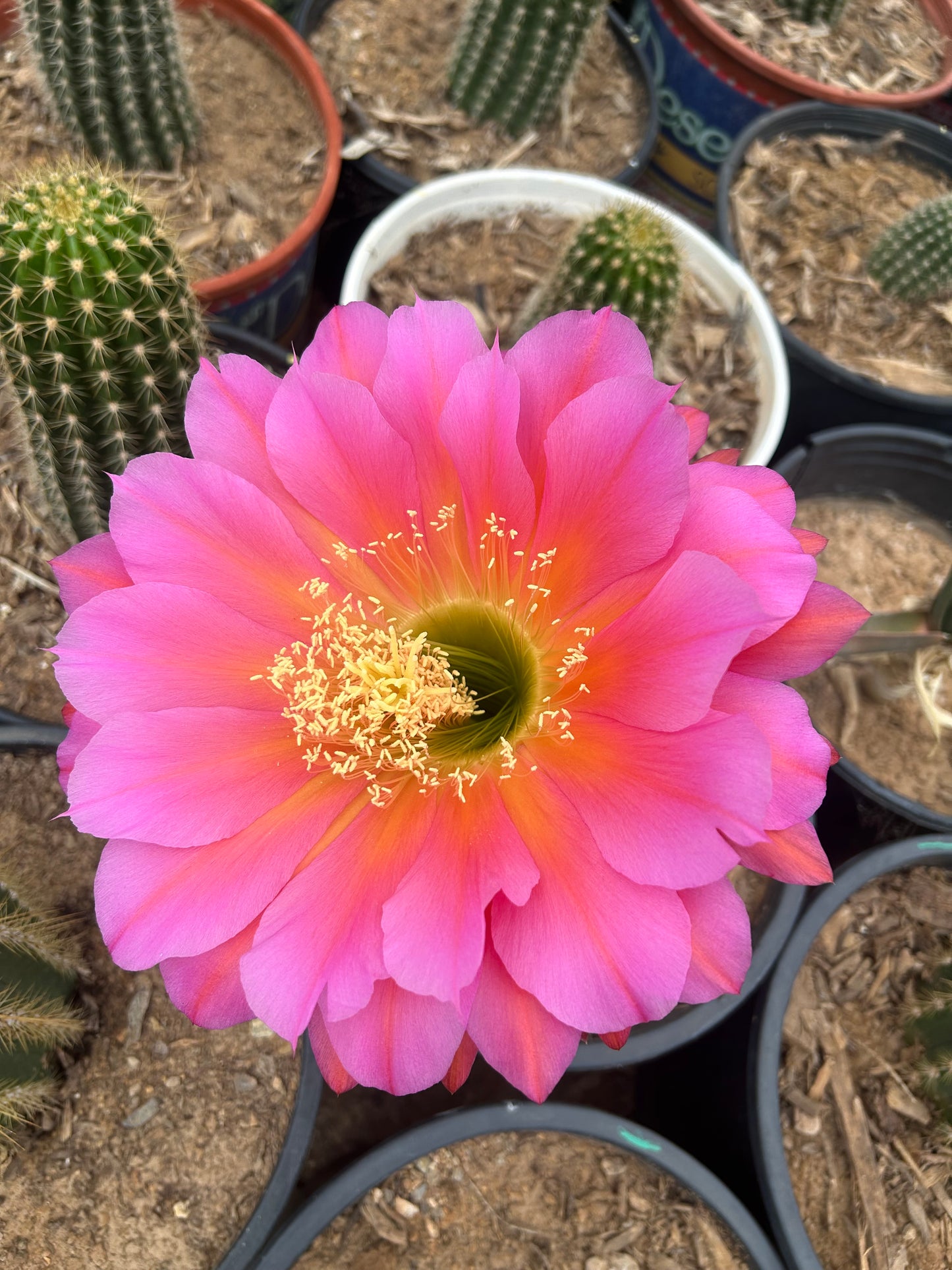 Flyer Saucer Cactus