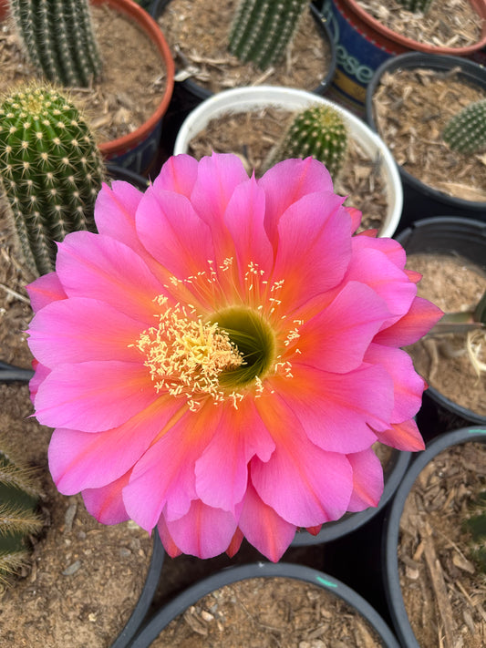 Flyer Saucer Cactus