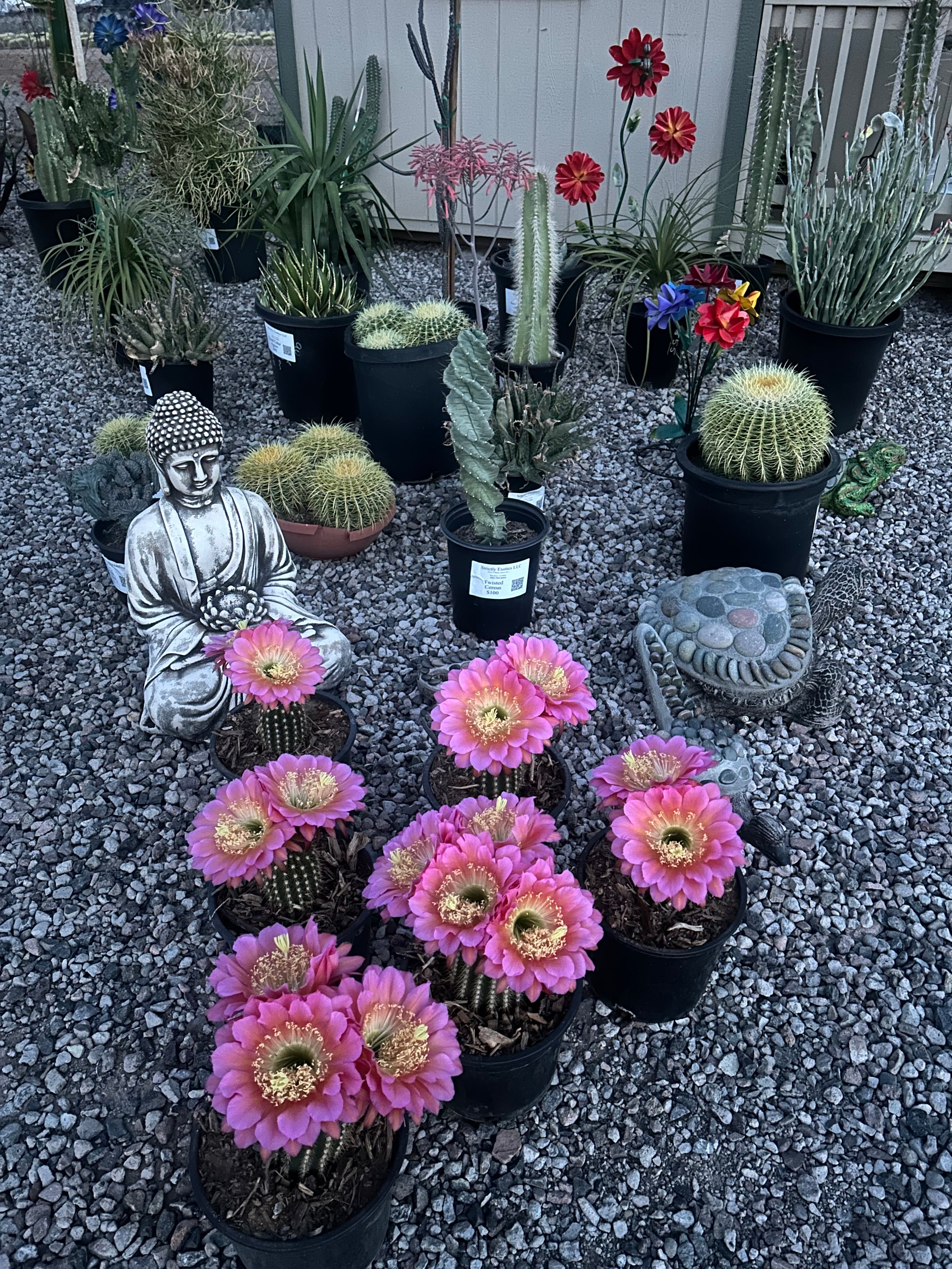 Flyer Saucer Cactus – Strictly Exotics Cactus Nursery