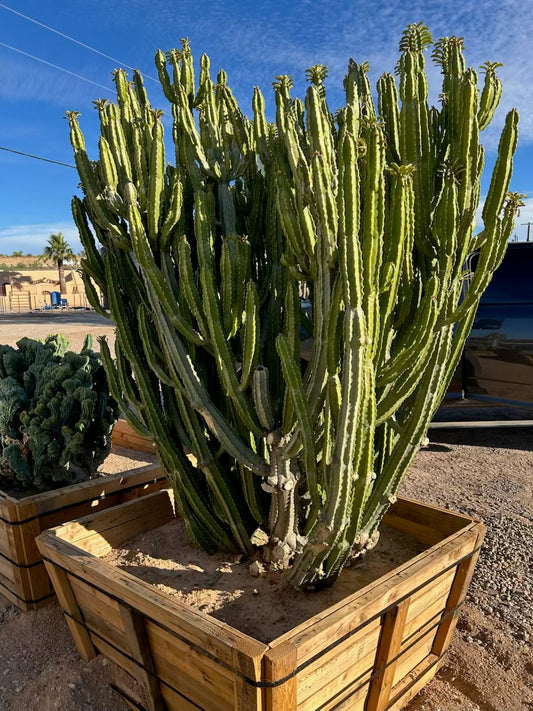 Euphorbia Royleana